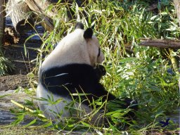 Tiergarten Schönbrunn am 27.01.2026